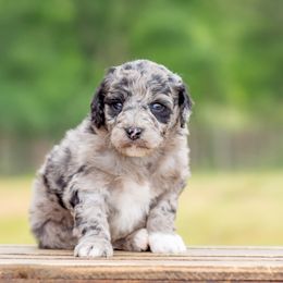 Aussiedoodles, Bordoodles, Goldendoodles, and Sheepadoodles from Crooked Creek Doodles and Poodles