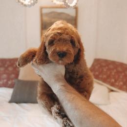 Goldendoodle Puppies from Cedarcrest Goldendoodles