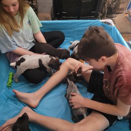 German Shorthaired Pointer Puppies from Stoney Fork German Shorthaired Pointers