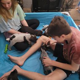 German Shorthaired Pointer Puppies from Stoney Fork German Shorthaired Pointers