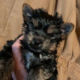 Eloy - Black and gold male Yorkshire Terrier puppy in Gatesville, Texas from KontryKritterz Yorkies