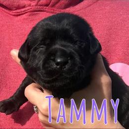 Tammy - Black female Labrador Retriever puppy in Petersburg, Kentucky from Mahan Labs
