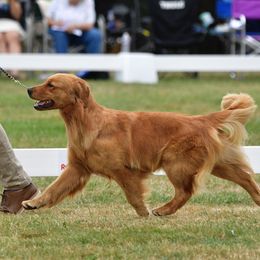 Bordeaux - Golden Retriever