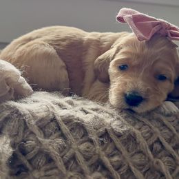 Happy - Apricot female Goldendoodle puppy in Windsor, Colorado from Sixth Day Kind