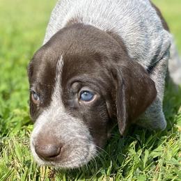 German Shorthaired Pointer Puppies from Thunder Mountain Gun Dogs