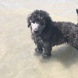 German Shepherd and Poodle Puppies from United Broughton Kennel