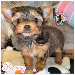 Dreamy - Black and gold female Yorkshire Terrier puppy in London, Kentucky from Soto Yorkies