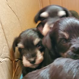 Miniature Schnauzer Puppies from Gerhauzer's Schnauzers