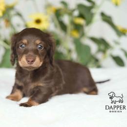 Tsunami - Chocolate and tan female Dachshund puppy in Brooksville, Florida from Dapper Doxies