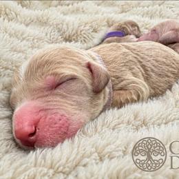 Mama Bear - Apricot female Goldendoodle puppy in Rocky Point, North Carolina from CelticDoods