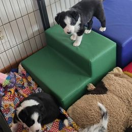 Border Collie Puppies from Deanna Kuhl