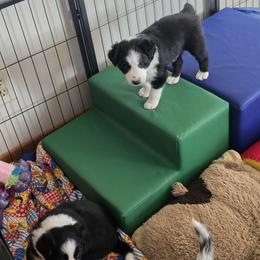 Border Collie Puppies from Deanna Kuhl
