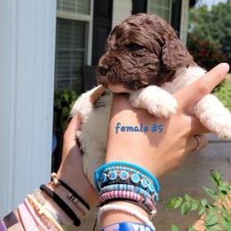 Girl 5 - female Newfypoo puppy in Shelby, Alabama from New Life Family Farm