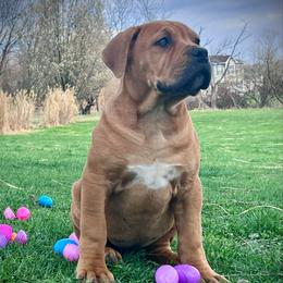 KUSHINA - Red female Boerboel puppy in Pennsylvania from Cold River Boerboels