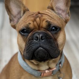 French Bulldogs from Black Diamond Frenchies