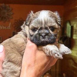 Flamingo - Gold and white female Shih Tzu puppy in Nekoosa, Wisconsin from Brox Acres House of Fur LLC