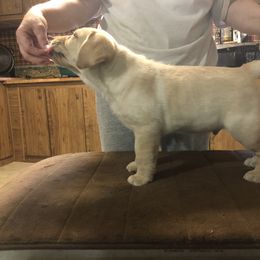 Labrador Retriever Puppies from Hill Side Farms