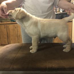 Labrador Retriever Puppies from Hill Side Farms
