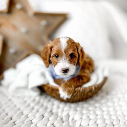 Rafiki - Red  male Goldendoodle puppy in Springville, Utah from Happy Doodle