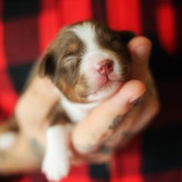 Lore (full tail) - Red tri-color female Miniature American Shepherd puppy in Battle Ground, Washington from Casita Miniature American Shepherds
