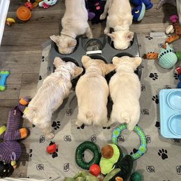 French Bulldog Puppies from Opulence Frenchies