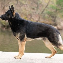 German Shepherd puppies from Von Holbrook Kennels
