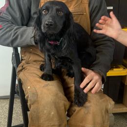 Luna - English Cocker Spaniel