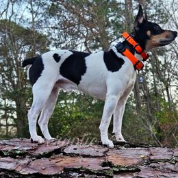 Hubble - Rat Terrier