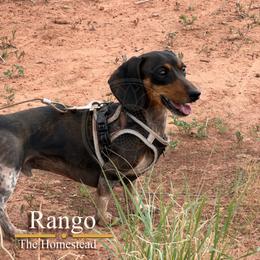 Rango - Black and tan male Dachshund puppy in Toquerville, Utah from Rockindachs