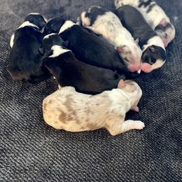 Australian Shepherd Puppies from Country Oaks Farm