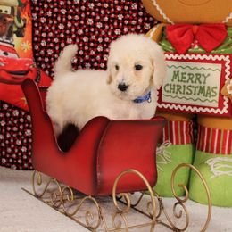 Ciabatta - Cream male Poodle puppy in Peyton, Co, Usa, Colorado from Peyton Poodles