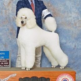 Reno - Poodle