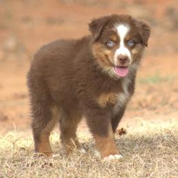 HAMM - Red tri male Miniature Australian Shepherd puppy in Scroggins, Texas from MAC's Cirkles 8 Aussies