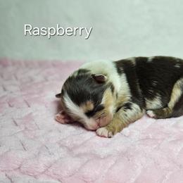 Raspberry - Red merle female Miniature Australian Shepherd puppy in Owensboro, Kentucky from JnT's Bluegrass Mini Aussies