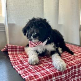 Angel Hair - White and black female Bordoodle puppy in Valley Center, California from Circle R Valley Bordoodls