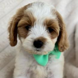 Peter - Red and white male Cockapoo puppy in Ville Platte, Louisiana from The Barkery