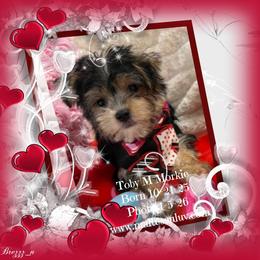 Toby M Morkie - male Morkie puppy in Silverhill, Alabama from Malteseuluv’s Tiny Treasurers