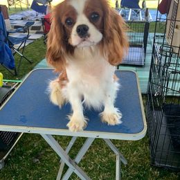 Cavalier King Charles Spaniel Puppies from Diamond Valley Ranch