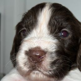 Girl 3 - English Springer Spaniel puppy from Waterworks Springers