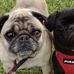 Pugs from Cj Snuggle Pugs