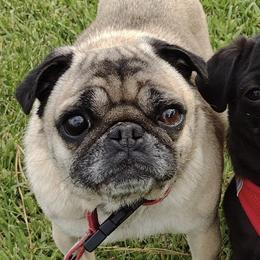 Pugs from Cj Snuggle Pugs