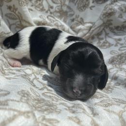 Denver Parton - Piebald male Dachshund puppy in Dobson, North Carolina from Oakleys Dachshund Haven