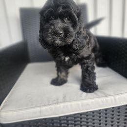 Luxor - Black white and tan male Cockapoo puppy in Fort White, Florida from Jade