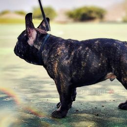 French Bulldog Puppies from PEERLESS French Bulldogs
