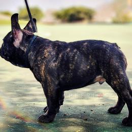 French Bulldog Puppies from PEERLESS French Bulldogs