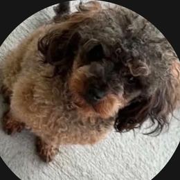 Moses - Poodle