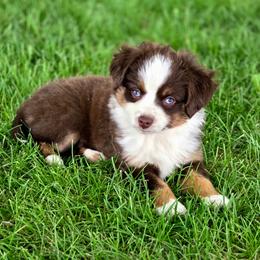 FAITH - Red tri female Toy Australian Shepherd puppy in Viking, Minnesota from Son Shine Farm