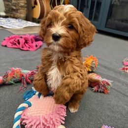 Cavapoo Puppies from AZ Cavapoos