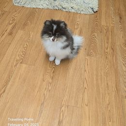 Checkers - Pomeranian puppy from Traveling Poms