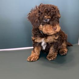 Max - Phantom male Poodle puppy in Lakeland, Florida from Blessed Beginnings Puppies